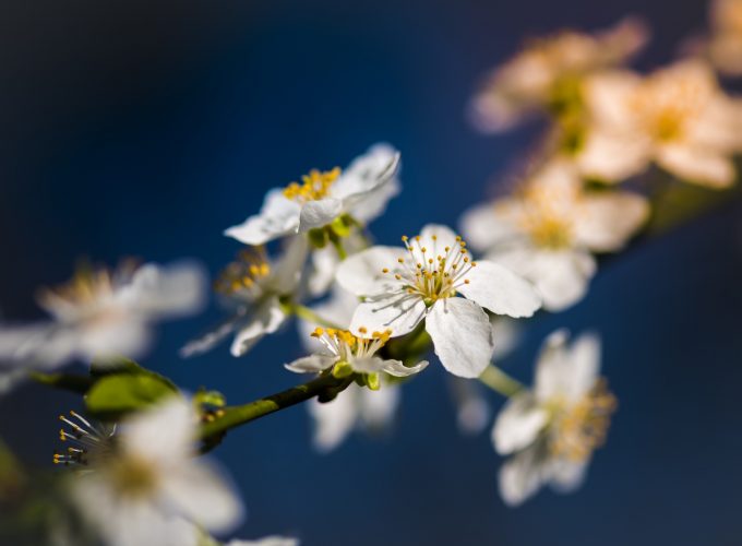 Stock Images flowers, blossom, 8k, Stock Images 141184742